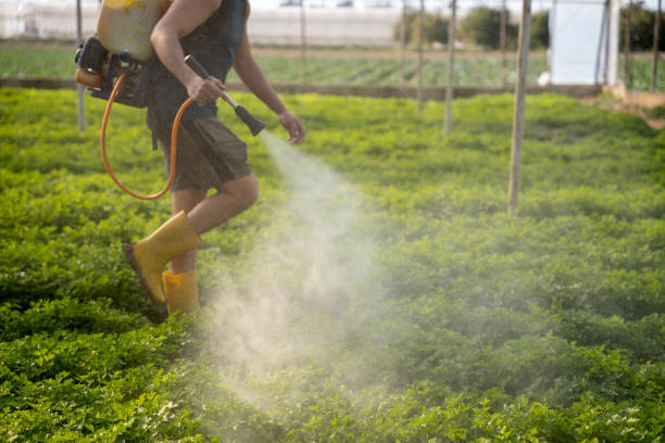 Best Pest Prevention Services  in Stephenville, TX