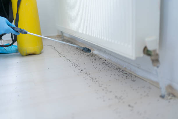 Best Pest Removal Services  in Stephenville, TX